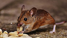 24 Hour & Emergency Exterminators in Littlestown, PA